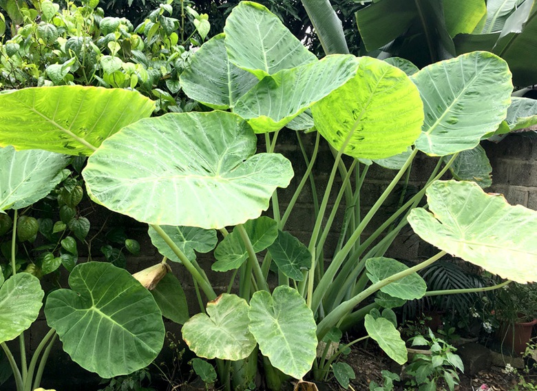 Loại rau mọc hoang g&oacute;c vườn, ăn ngon giải nhiệt, 