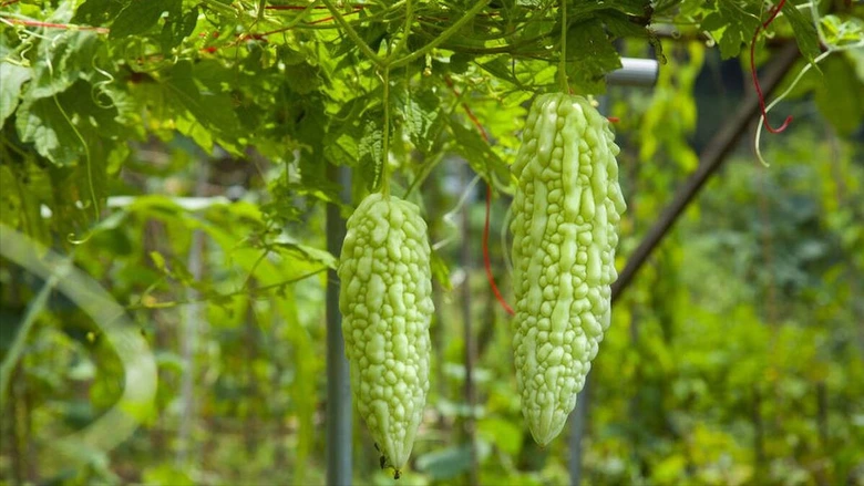 Người gi&agrave; dặn: 
