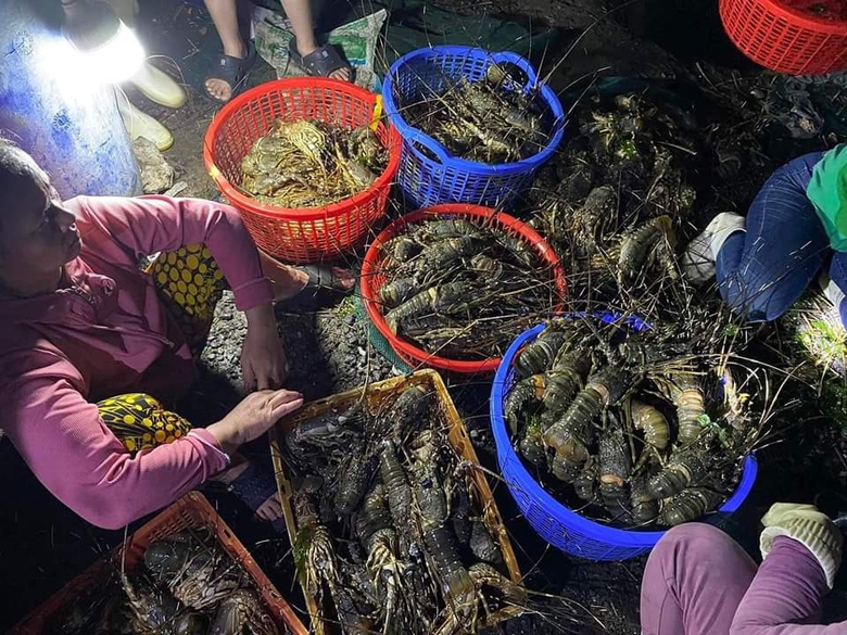 Hàng chục tấn tôm hùm sắp xuất bán chết bất thường, người nuôi khóc ròng- Ảnh 1. Hàng chục tấn tôm hùm sắp xuất bán chết bất thường, người nuôi khóc ròng- Ảnh 1.
