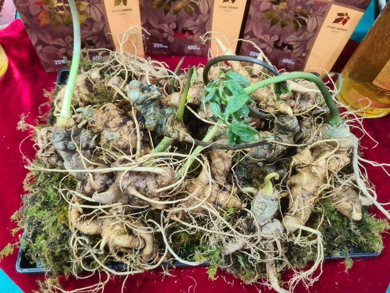 Lễ hội sâm, dược liệu quốc tế lần đầu tổ chức tại TP.HCM- Ảnh 4. Lễ hội sâm, dược liệu quốc tế lần đầu tổ chức tại TP.HCM- Ảnh 4.