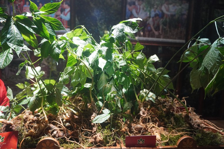 Lễ hội sâm, dược liệu quốc tế lần đầu tổ chức tại TP.HCM- Ảnh 5. Lễ hội sâm, dược liệu quốc tế lần đầu tổ chức tại TP.HCM- Ảnh 5.