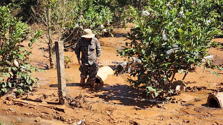 Khắc phục việc xẻ r&atilde;nh tho&aacute;t nước khi thi c&ocirc;ng cao tốc g&acirc;y ngập vườn c&acirc;y- Ảnh 2.