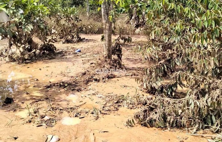 Khắc phục việc xẻ r&atilde;nh tho&aacute;t nước khi thi c&ocirc;ng cao tốc g&acirc;y ngập vườn c&acirc;y- Ảnh 6.