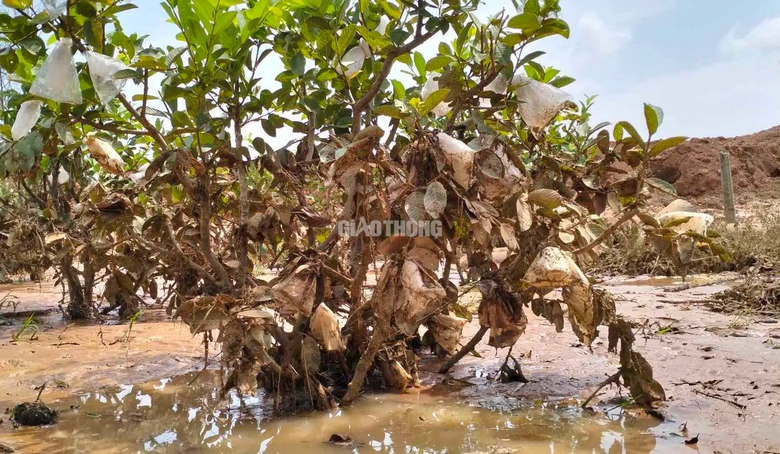 Khắc phục việc xẻ r&atilde;nh tho&aacute;t nước khi thi c&ocirc;ng cao tốc g&acirc;y ngập vườn c&acirc;y- Ảnh 7.