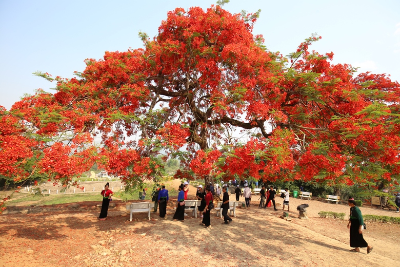 Du khách nườm nượp đổ về di tích đồi A1- Ảnh 19. Du khách nườm nượp đổ về di tích đồi A1- Ảnh 19.