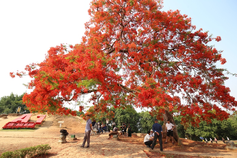 Du khách nườm nượp đổ về di tích đồi A1- Ảnh 20. Du khách nườm nượp đổ về di tích đồi A1- Ảnh 20.