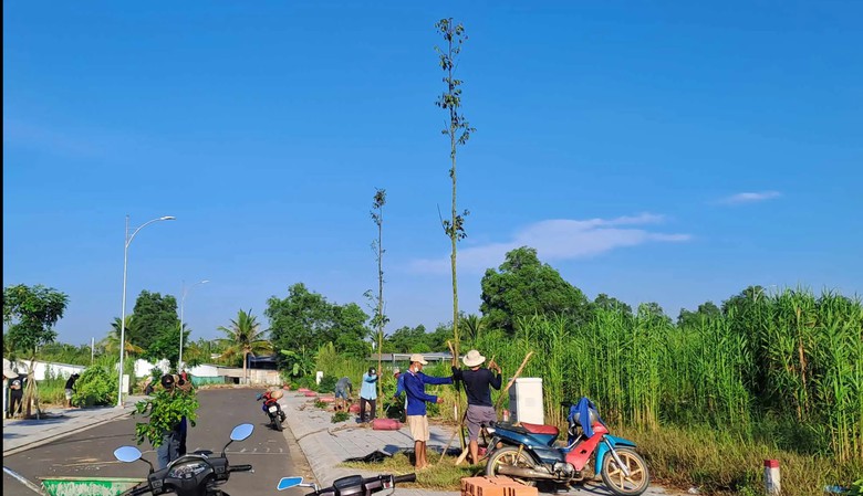 Đã thay thế 170 cây xà cừ trồng nhầm tại khu tái định cư ở Cần Thơ- Ảnh 1.