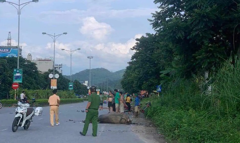 Uống rượu đi xe m&aacute;y t&ocirc;ng chết con tr&acirc;u, nam thanh ni&ecirc;n nhập viện- Ảnh 1.