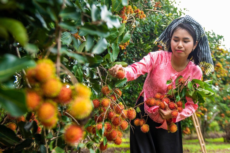 Lạc lối ở thủ phủ trái cây miền Đông Nam Bộ- Ảnh 4. Lạc lối ở thủ phủ trái cây miền Đông Nam Bộ- Ảnh 4.