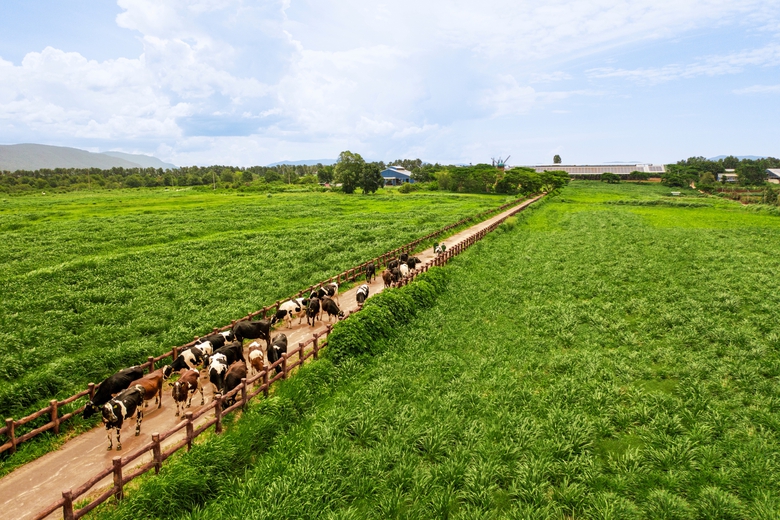 100% diện t&iacute;ch trồng trọt của Vinamilk được canh t&aacute;c theo phương ph&aacute;p hữu cơ v&agrave; vận dụng v&ograve;ng tuần ho&agrave;n đất.