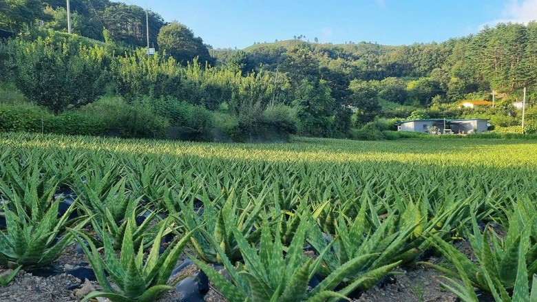 Độc đ&aacute;o c&aacute;c sản phẩm tỉnh Gyeongsangbuk tại lễ hội "S&acirc;m v&agrave; hương liệu, dược liệu quốc tế"- Ảnh 6.
