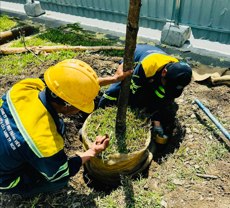 Bắt đầu đốn hạ, di dời gần 240 c&acirc;y xanh để mở rộng đại lộ Đ&ocirc;ng T&acirc;y- Ảnh 3.