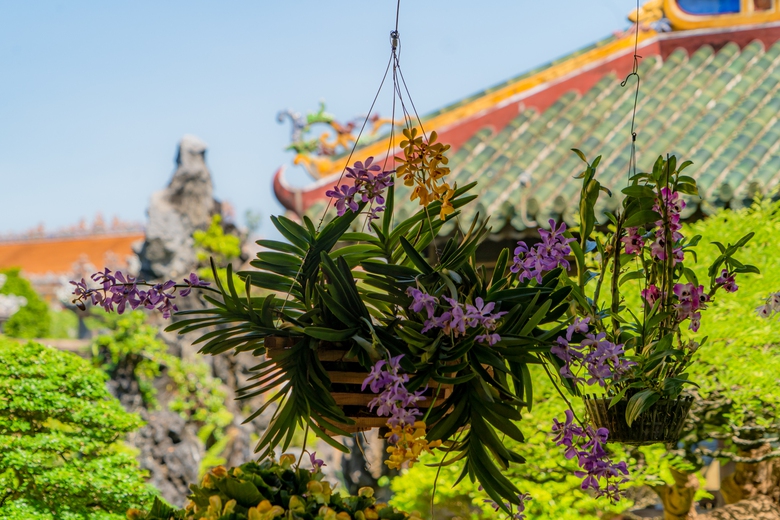 Cây kiểng, hoa phong lan ba miền khoe sắc trong vườn thượng uyển ở Huế- Ảnh 3. Cây kiểng, hoa phong lan ba miền khoe sắc trong vườn thượng uyển ở Huế- Ảnh 3.