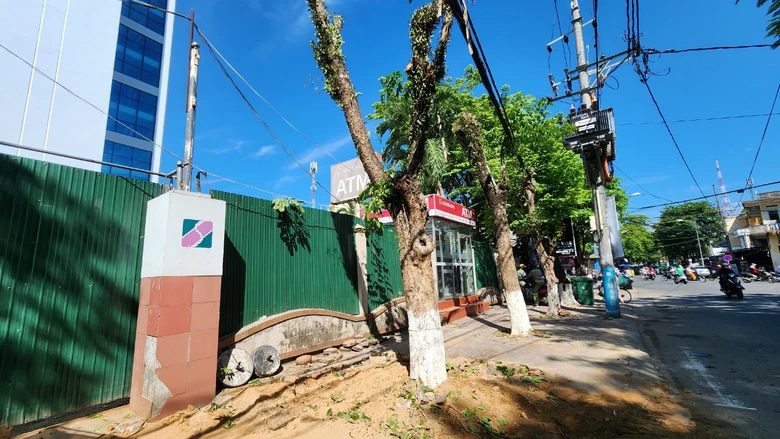 Quảng Ng&atilde;i bứng loạt c&acirc;y xanh chục năm tuổi để l&agrave;m cổng ng&acirc;n h&agrave;ng- Ảnh 2.