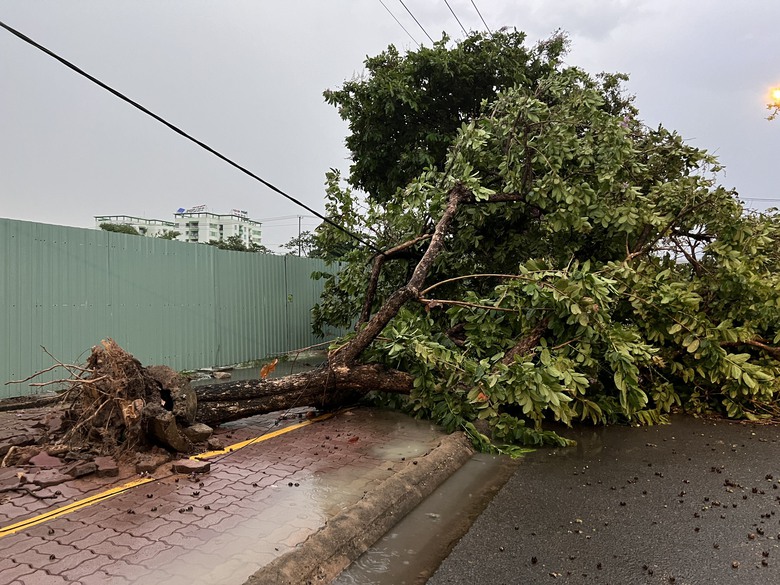 Mưa lớn kèm gió lốc, cây sao cao 30m ngã đổ chắn ngang QL20- Ảnh 7. Mưa lớn kèm gió lốc, cây sao cao 30m ngã đổ chắn ngang QL20- Ảnh 7.
