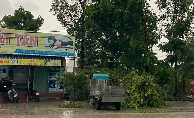 Mưa lớn kèm gió lốc, cây sao cao 30m ngã đổ chắn ngang QL20- Ảnh 6. Mưa lớn kèm gió lốc, cây sao cao 30m ngã đổ chắn ngang QL20- Ảnh 6.