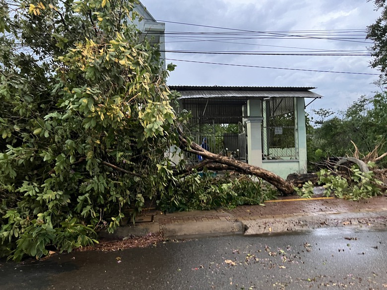 Mưa lớn kèm gió lốc, cây sao cao 30m ngã đổ chắn ngang QL20- Ảnh 8. Mưa lớn kèm gió lốc, cây sao cao 30m ngã đổ chắn ngang QL20- Ảnh 8.