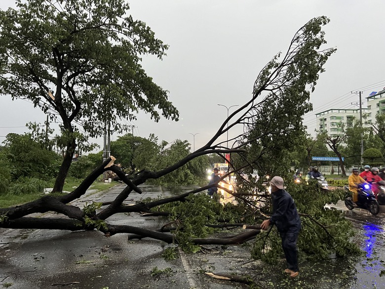 Mưa lớn kèm gió lốc, cây sao cao 30m ngã đổ chắn ngang QL20- Ảnh 10. Mưa lớn kèm gió lốc, cây sao cao 30m ngã đổ chắn ngang QL20- Ảnh 10.