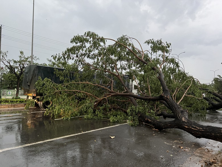 Mưa lớn kèm gió lốc, cây sao cao 30m ngã đổ chắn ngang QL20- Ảnh 12. Mưa lớn kèm gió lốc, cây sao cao 30m ngã đổ chắn ngang QL20- Ảnh 12.