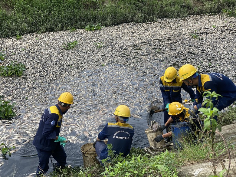 C&aacute; chết nổi trắng mặt hồ ở Đ&agrave; Nẵng- Ảnh 1.