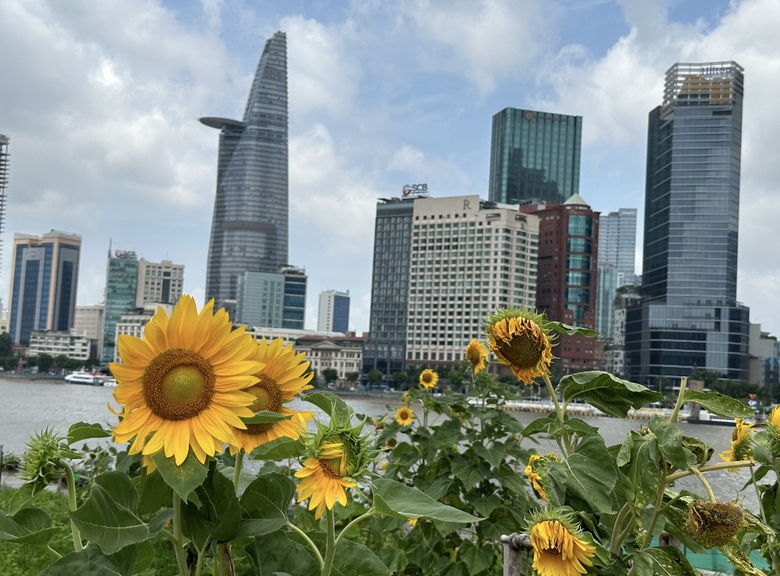 Bờ sông Sài Gòn sẽ trồng thêm hàng nghìn cây hoa hướng dương phục vụ lễ 2/9- Ảnh 3. Bờ sông Sài Gòn sẽ trồng thêm hàng nghìn cây hoa hướng dương phục vụ lễ 2/9- Ảnh 3.