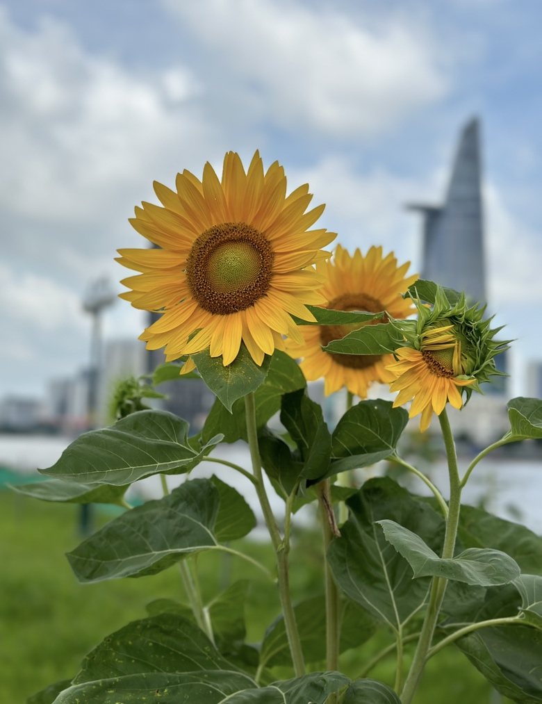 Bờ sông Sài Gòn sẽ trồng thêm hàng nghìn cây hoa hướng dương phục vụ lễ 2/9- Ảnh 4. Bờ sông Sài Gòn sẽ trồng thêm hàng nghìn cây hoa hướng dương phục vụ lễ 2/9- Ảnh 4.