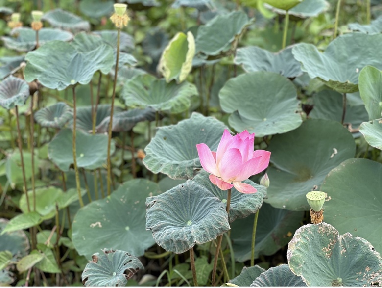 Bờ sông Sài Gòn sẽ trồng thêm hàng nghìn cây hoa hướng dương phục vụ lễ 2/9- Ảnh 5. Bờ sông Sài Gòn sẽ trồng thêm hàng nghìn cây hoa hướng dương phục vụ lễ 2/9- Ảnh 5.