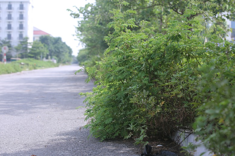 V&igrave; sao b&atilde;i biển Hải Tiến năm nay "ngủ đ&ocirc;ng" sớm?- Ảnh 7.