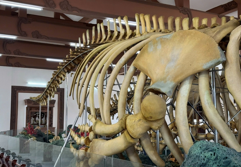 Đến Lý Sơn chiêm ngưỡng đôi ngọc cốt cá voi hơn 200 năm tuổi lớn nhất Đông Nam Á- Ảnh 7. Đến Lý Sơn chiêm ngưỡng đôi ngọc cốt cá voi hơn 200 năm tuổi lớn nhất Đông Nam Á- Ảnh 7.