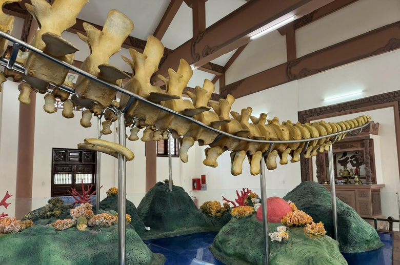 Đến Lý Sơn chiêm ngưỡng đôi ngọc cốt cá voi hơn 200 năm tuổi lớn nhất Đông Nam Á- Ảnh 4. Đến Lý Sơn chiêm ngưỡng đôi ngọc cốt cá voi hơn 200 năm tuổi lớn nhất Đông Nam Á- Ảnh 4.