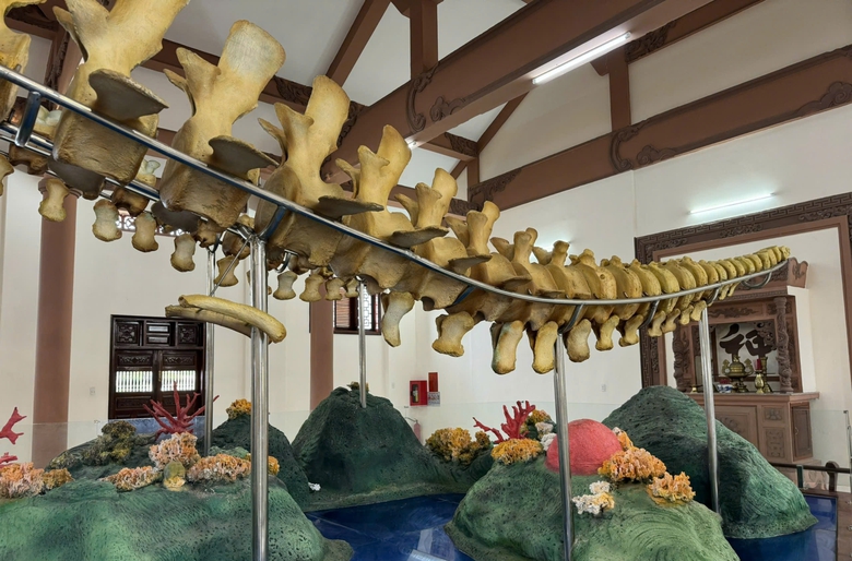 Đến Lý Sơn chiêm ngưỡng đôi ngọc cốt cá voi hơn 200 năm tuổi lớn nhất Đông Nam Á- Ảnh 10. Đến Lý Sơn chiêm ngưỡng đôi ngọc cốt cá voi hơn 200 năm tuổi lớn nhất Đông Nam Á- Ảnh 10.