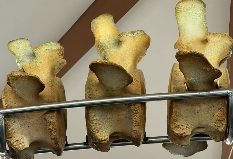 Đến Lý Sơn chiêm ngưỡng đôi ngọc cốt cá voi hơn 200 năm tuổi lớn nhất Đông Nam Á- Ảnh 9. Đến Lý Sơn chiêm ngưỡng đôi ngọc cốt cá voi hơn 200 năm tuổi lớn nhất Đông Nam Á- Ảnh 9.