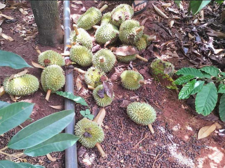 Đắk Lắk: Người phụ nữ ph&aacute; n&aacute;t vườn sầu ri&ecirc;ng để trả th&ugrave;- Ảnh 1.