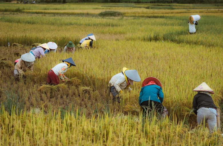 M&ugrave;a v&agrave;ng tr&ecirc;n cao nguy&ecirc;n Măng Đen- Ảnh 3.