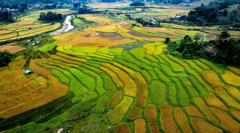 M&ugrave;a v&agrave;ng tr&ecirc;n cao nguy&ecirc;n Măng Đen- Ảnh 7.