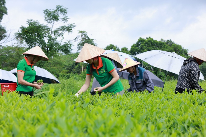 Kh&aacute;m ph&aacute; quy tr&igrave;nh chăm s&oacute;c c&acirc;y ch&egrave; d&ugrave;ng l&agrave;m nguy&ecirc;n liệu cho Tr&agrave; Xanh Kh&ocirc;ng Độ- Ảnh 2.