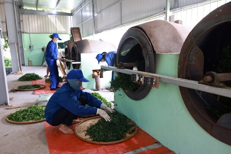 Kh&aacute;m ph&aacute; quy tr&igrave;nh chăm s&oacute;c c&acirc;y ch&egrave; d&ugrave;ng l&agrave;m nguy&ecirc;n liệu cho Tr&agrave; Xanh Kh&ocirc;ng Độ- Ảnh 4.