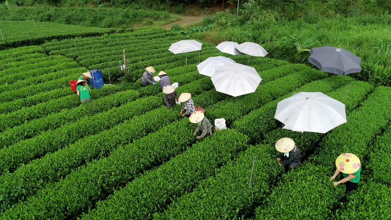 Kh&aacute;m ph&aacute; quy tr&igrave;nh chăm s&oacute;c c&acirc;y ch&egrave; d&ugrave;ng l&agrave;m nguy&ecirc;n liệu cho Tr&agrave; Xanh Kh&ocirc;ng Độ- Ảnh 7.