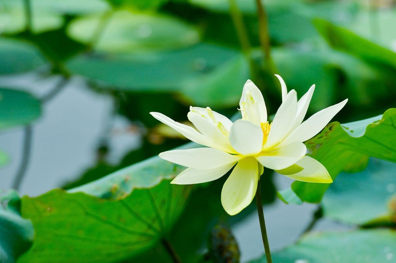 Bật m&iacute; điểm check-in với sen cực hot khi đến Sun World Ha Long- Ảnh 4.