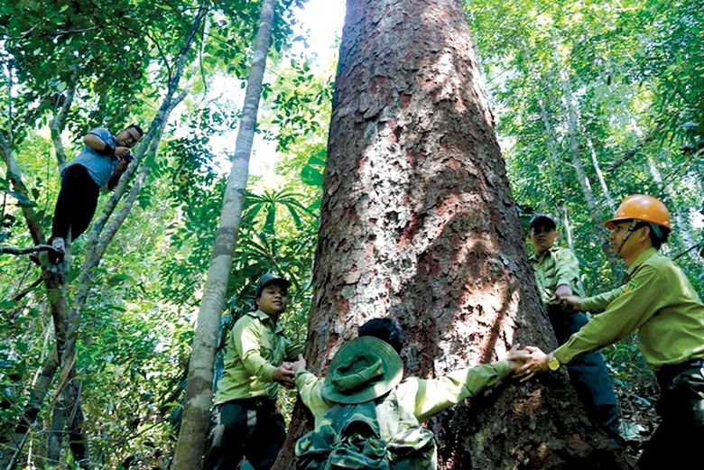 Khai th&aacute;c &ldquo;mỏ v&agrave;ng&rdquo; t&iacute;n chỉ carbon- Ảnh 2.