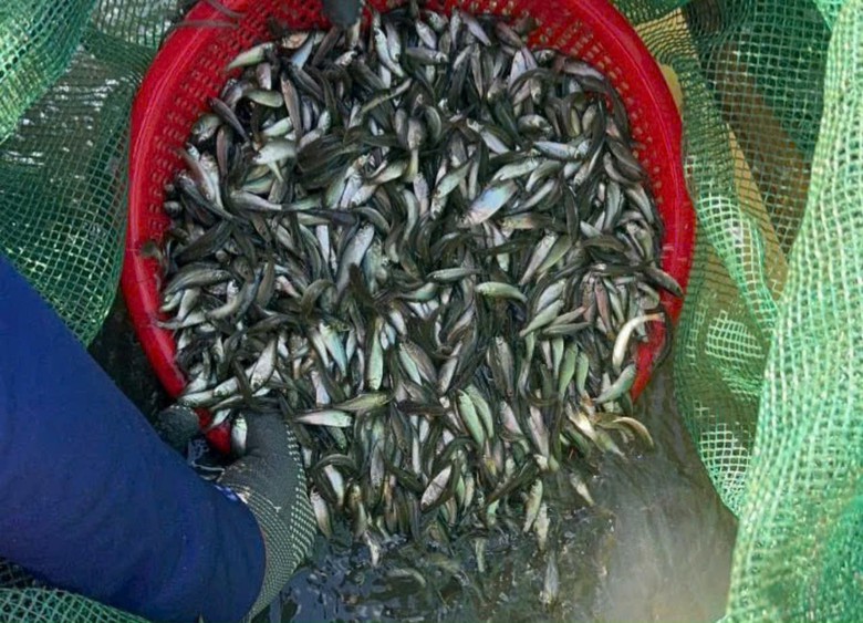 Đến An Giang m&ugrave;a nước nổi, nếm đặc sản c&aacute; linh non trứ danh- Ảnh 1.