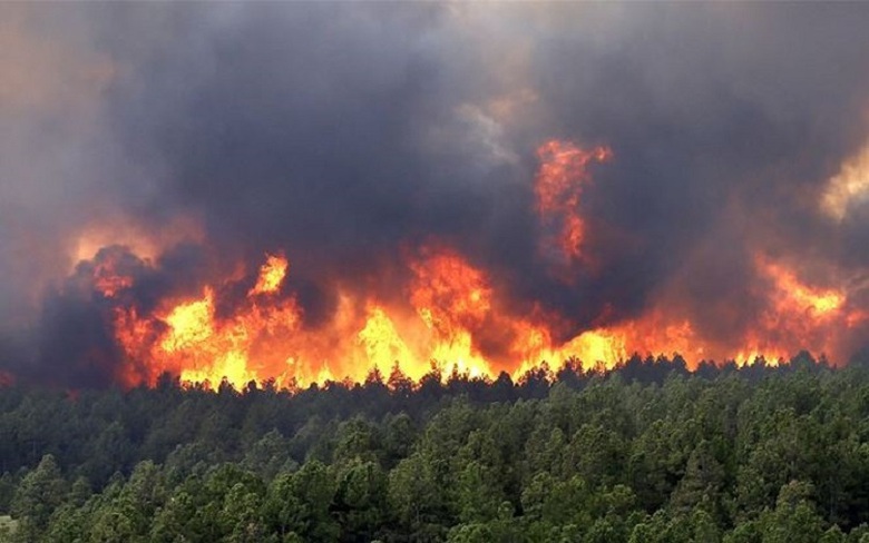 Người đ&agrave;n &ocirc;ng tử vong sau khi tham gia chữa ch&aacute;y rừng