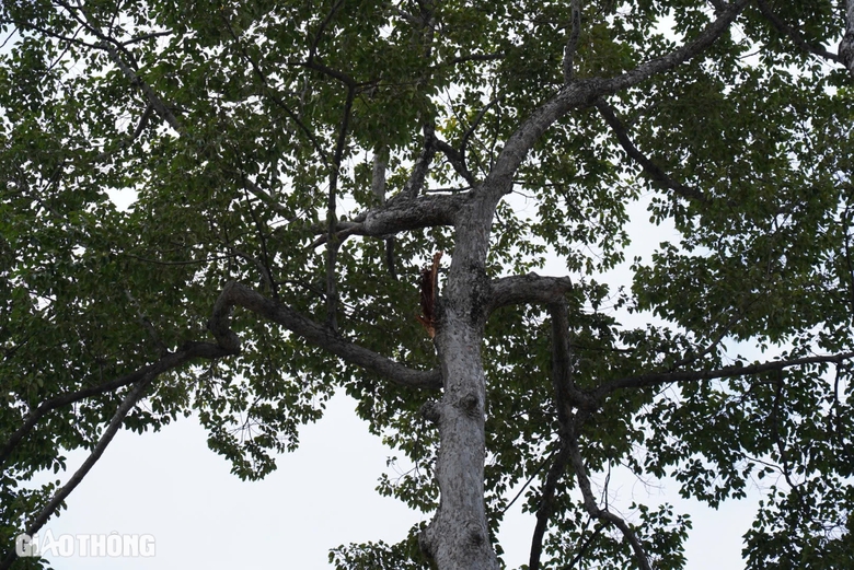 &Aacute;m ảnh vụ nh&aacute;nh c&acirc;y rơi đ&egrave; chết người ở c&ocirc;ng vi&ecirc;n Tao Đ&agrave;n- Ảnh 6.