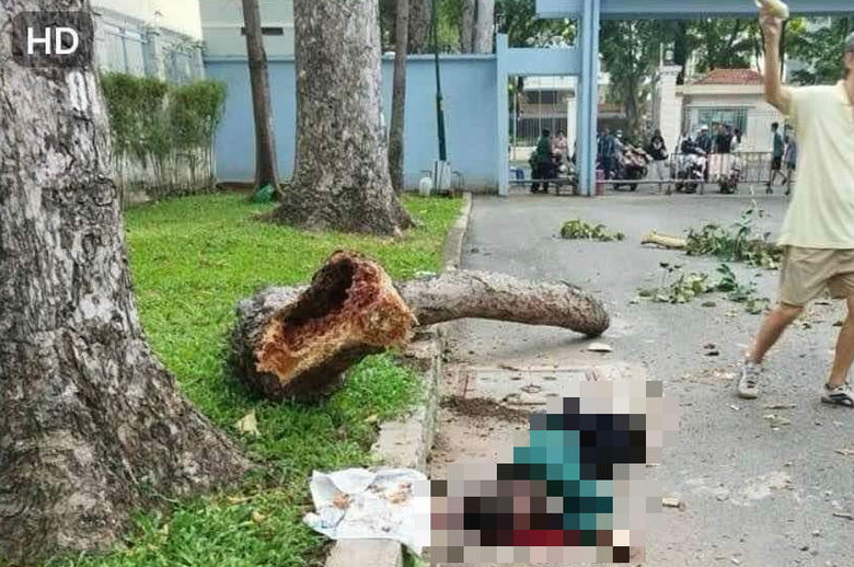 &Aacute;m ảnh vụ nh&aacute;nh c&acirc;y rơi đ&egrave; chết người ở c&ocirc;ng vi&ecirc;n Tao Đ&agrave;n- Ảnh 2.