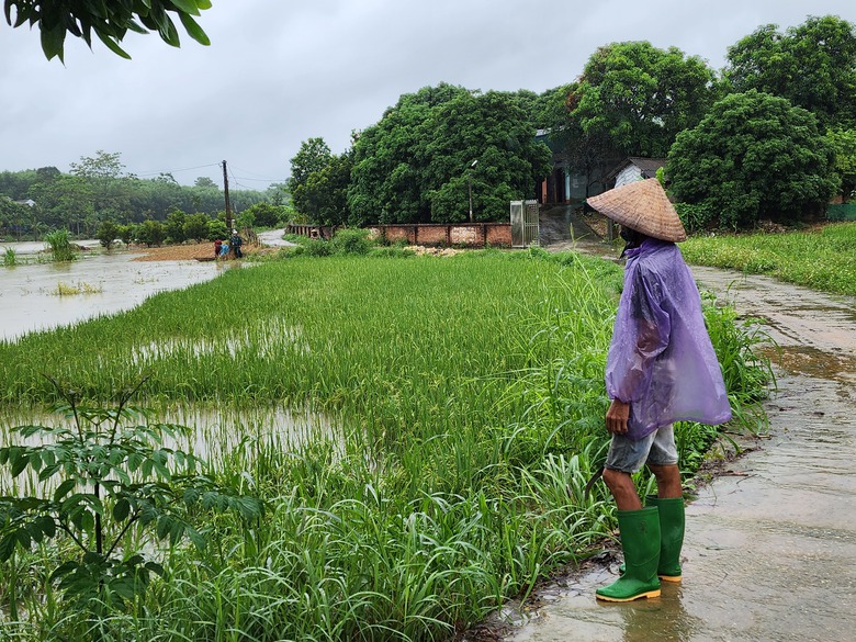Tuy&ecirc;n Quang: Người d&acirc;n đắp đ&ecirc;, chạy lợn trong đ&ecirc;m- Ảnh 11.