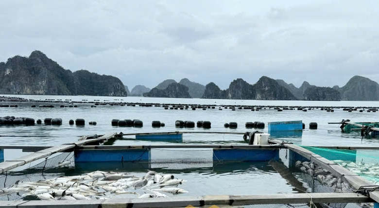 Ngư d&acirc;n Quảng Ninh "kh&oacute;c r&ograve;ng" sau b&atilde;o dữ, nhiều tỷ ph&uacute; bỗng trắng tay- Ảnh 1.