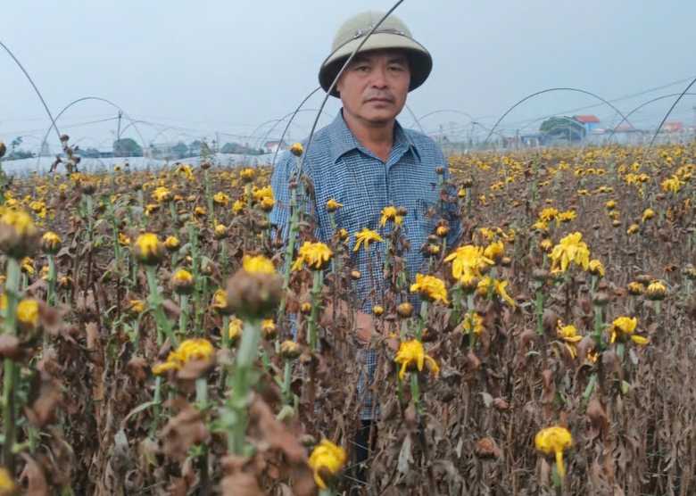 Vựa hoa Nam Định mất trắng, người trồng kh&oacute;c r&ograve;ng sau trận lụt lịch sử- Ảnh 1.