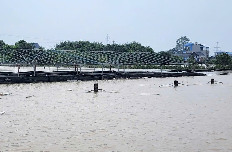 Vựa hoa Nam Định mất trắng, người trồng kh&oacute;c r&ograve;ng sau trận lụt lịch sử- Ảnh 2.