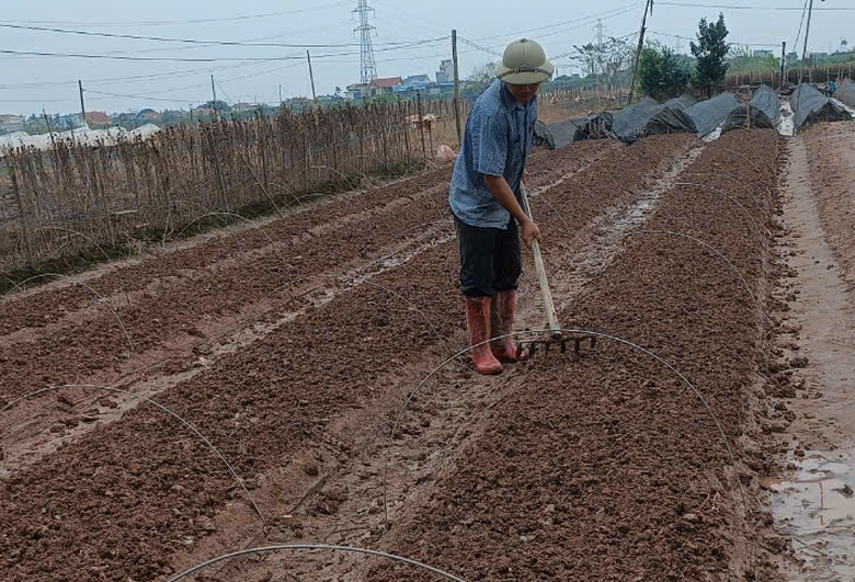 Vựa hoa Nam Định mất trắng, người trồng kh&oacute;c r&ograve;ng sau trận lụt lịch sử- Ảnh 4.
