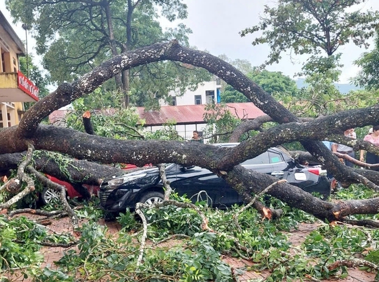 Sức khỏe của nữ giáo viên bị nhánh cây gãy đè trúng hiện ra sao?- Ảnh 1. Sức khỏe của nữ giáo viên bị nhánh cây gãy đè trúng hiện ra sao?- Ảnh 1.